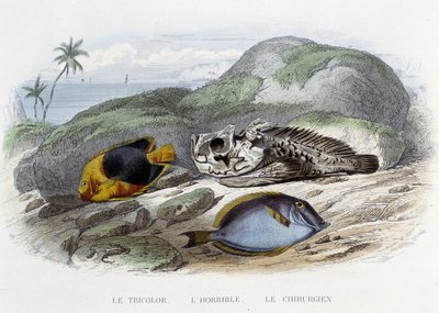 Poissons : Le tricolor, l