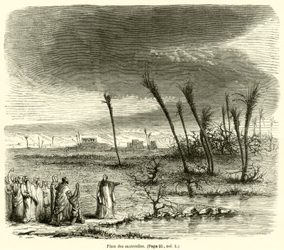 Plaie des sauterelles - French School