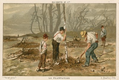 Plantation d