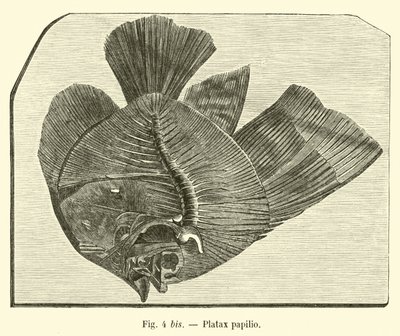 Platax papilio - French School