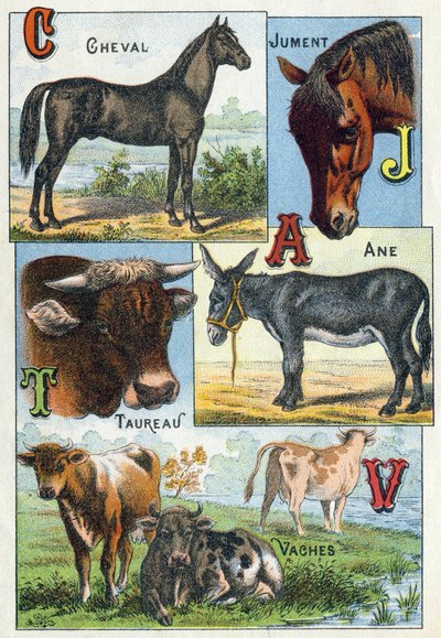 Planche 1 : Cheval, Jument, Taureau, Âne, Vaches. Gravure dans « Alphabet syllabaire des animaux domestiques et de basse-cour ». Série A. Pellerin et Cie, imprimeurs-éditeurs, Épinal, fin du XIXe siècle - French School