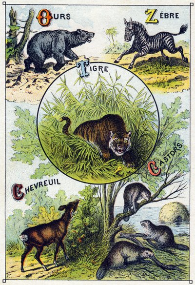 Planche 2 : Ours, Zèbre, Tigre, Cerf, Castors. Gravure dans "Alphabet syllabaire des animaux sauvages". Série A. Pellerin et Cie, imprimeurs-éditeurs, Épinal, fin du 19e siècle. Chromolithographies. Petit album publicitaire de 8 pages contenant un syllabai - French School