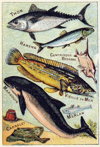 Planche 3: Thon, Hareng, Bec centrique, Vieille mer, Marsouin, Merlan, Tuile. Gravure dans "Syllabaire alphabet des poissons de mer et d