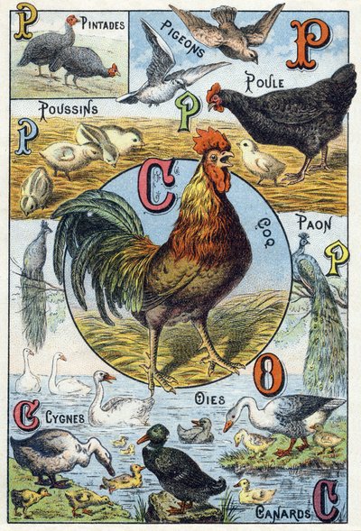 Planche 3 : Pintades, pigeons, poussins, poule, coq, paon, cygnes, oies, canards. Gravure dans « Alphabet syllabaire des animaux domestiques et de basse-cour ». Série A. Pellerin et Cie, imprimeurs-éditeurs, Épinal, fin du XIXe siècle - French School