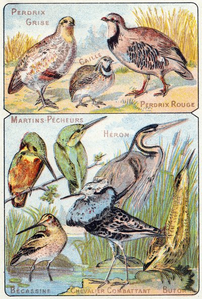 Planche 3 haut : Perdrix grise, Caille, Perdrix rouge. Bas : Martin-pêcheurs, Héron, Bécassine, Chevalier combattant, Butor. Gravure dans « Alphabet syllabaire des oiseaux et reptiles ». Série A. Pellerin et Cie, imprimeurs-éditeurs, Épinal, fin du XIXe si - French School