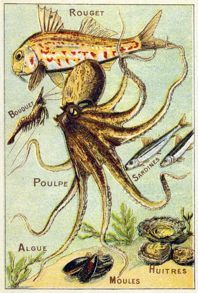 Planche 4: Rouget, Bouquet, Poulpe, Sardines, Algues, Moules, Huîtres. Gravure dans "Alphabet syllabaire des poissons de mer et d