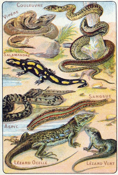 Planche 4 : Serpent, Vipère, Salamandre, Aspic, Sangsue, Lézard ocellé, Lézard vert. Gravure dans « Alphabet syllabaire des oiseaux et reptiles ». Série A. Pellerin et Cie, imprimeurs-éditeurs, Épinal, fin du XIXe siècle. Chromolithographies - French School