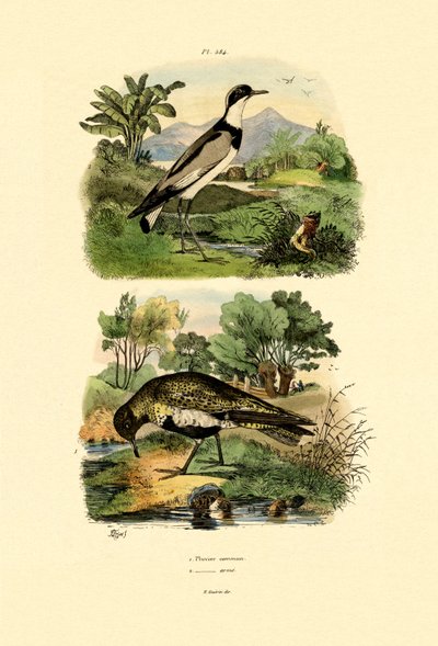 Pluvier - French School