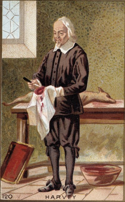 Portrait de William Harvey (1578-1657), médecin anglais - French School