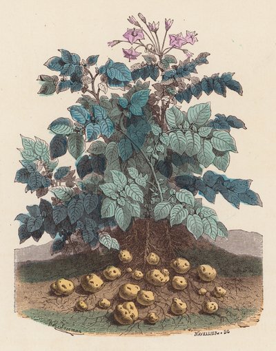 Plant de pomme de terre - French School