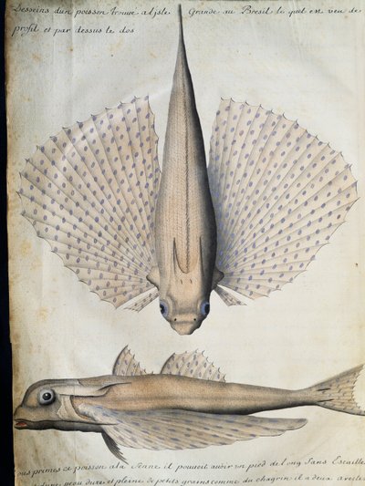 Profil et dos du poisson ailé, Grande Île, Brésil, aquarelle du journal de bord de Jacques Gouin de Beauchesne (1652-1730), capitaine de la Compagnie royale de la Mer du Sud, de 1698 à 1701, France - French School