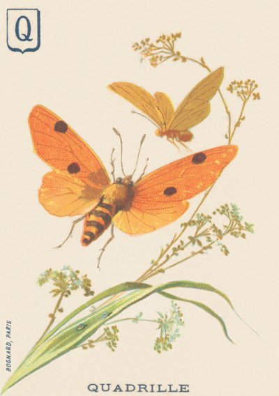 Q : Quadrille (Lithosia quadra ou Lithosie quadrille) - French School