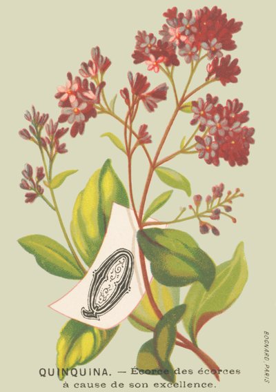 Q: quinquina - écorce des écorces en raison de son excellence - French School