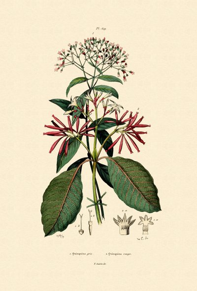 Écorces de quinquina - French School