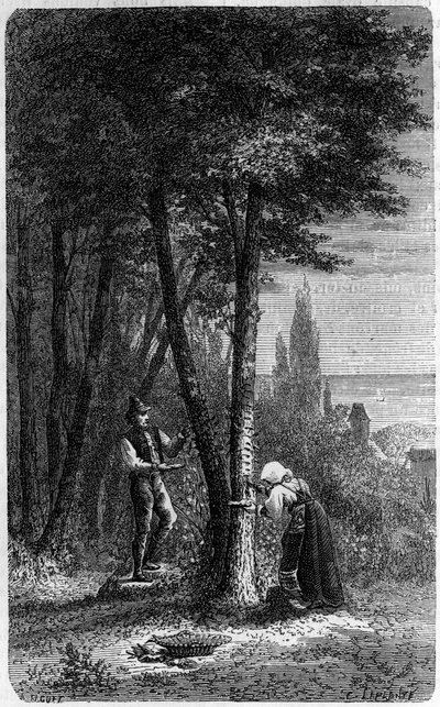 Récolte de manne sur frênes à feuilles rondes. Gravure dans "Le Journal de la jeunesse" - French School