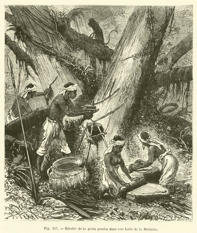 Recolte de la gutta percha dans une foret de la Malaisie - French School