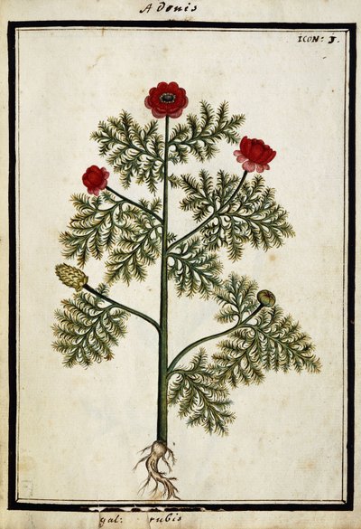 Adonis rouge, vers 1700 - French School