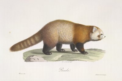 Panda roux, de Histoire Naturelle des Mammifères - French School