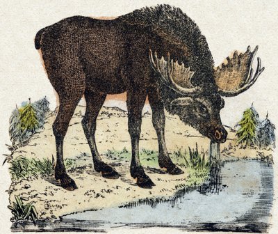 Renne. Gravure dans "Alphabet des animaux sauvages". 9e Série. Imagerie d