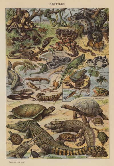 Reptiles - French School