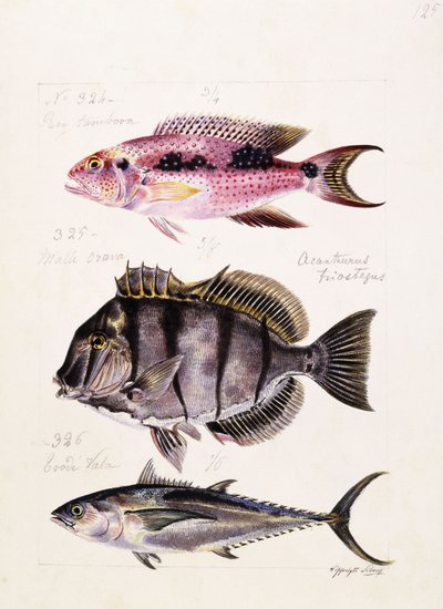 Rey tambova etc, c.1850 - French School