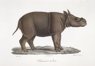 Rhinocéros de Java, de Histoire Naturelle des Mammifères - French School