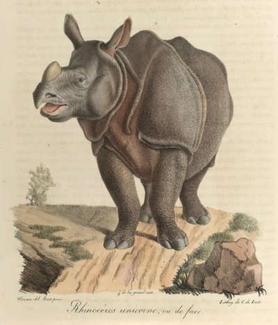 Rhinocéros unicorne. Un rhinocéros, de 
