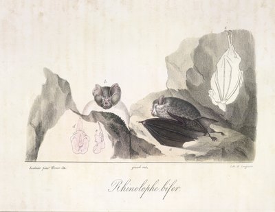 Rhinolophe bifer. Chauves-souris vampires, de Histoire Naturelle des Mammifères - French School