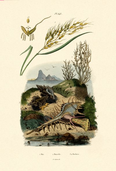 Riz, 1833-39 - French School