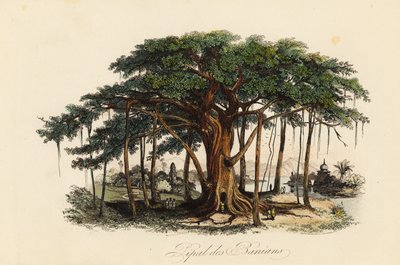 Figuier sacré, Ficus religiosa, également connu sous le nom d