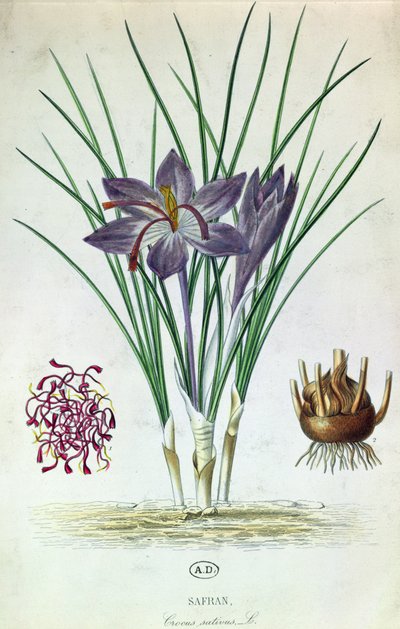 Safran (Crocus Sativus) - French School