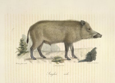 Sanglier, mâle, de Histoire Naturelle des Mammifères - French School