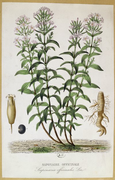 Saponaria officinalis, XIXe siècle - French School