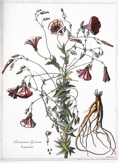 Scamoneum (Scamonium Syriacum) - de « La collection de plantes gravées par ordre de Louis XIV » - French School
