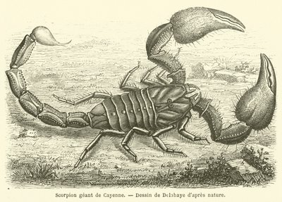 Scorpion géant de Cayenne - French School