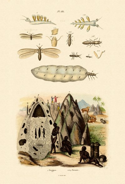 Limace de mer - French School