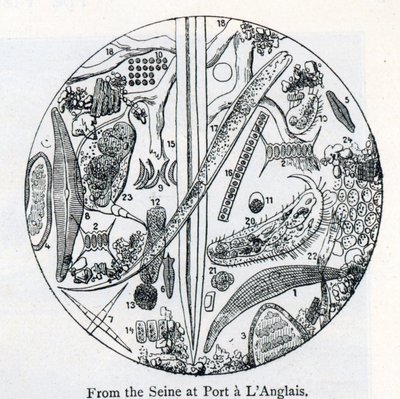 Sédiment de l