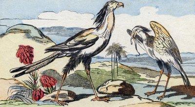 Serpentaire. Gravure dans "Buffon Alphabet des Oiseaux n 2". 3e Série N 2. Imagerie d