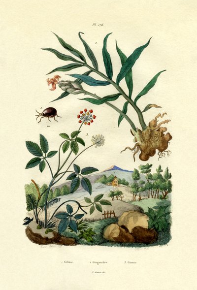 Scarabée brillant, 1833-39 - French School