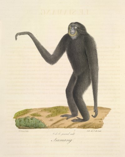 Siamang, de Histoire Naturelle des Mammifères - French School