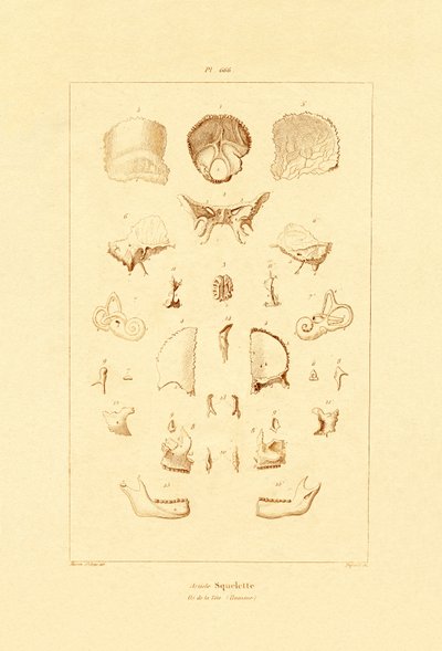 Squelette, 1833-39 - French School