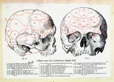 Crâne avec indications phrénologiques d