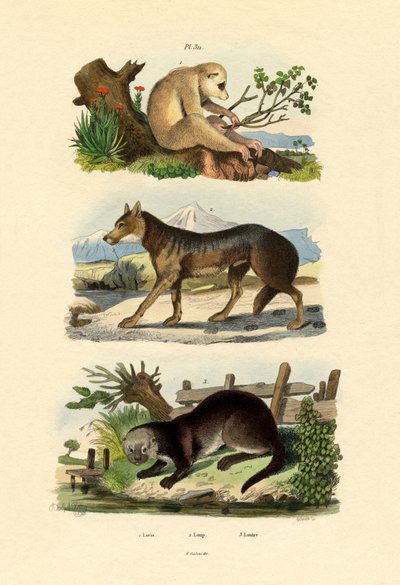 Singe paresseux - French School