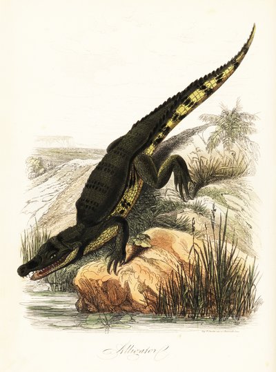 Caïman à lunettes, Caiman crocodilus - French School