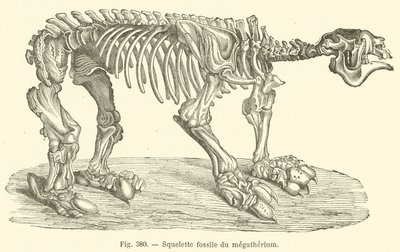 Squelette fossile du mégathérium - French School