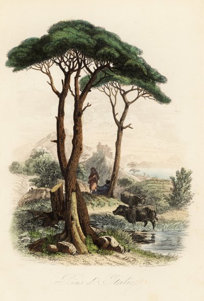 Pin parasol, Pinus pinea, également connu sous le nom de pin parasol italien, pin parasol et pin parasol - French School