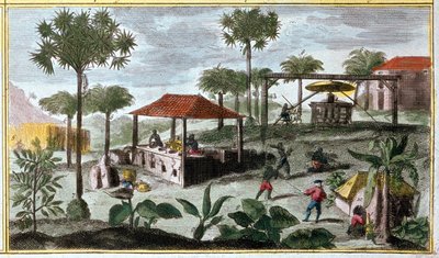 Production de sucre aux Antilles, détail de 00155 - dans « Histoire générale des Antilles habitées par les Français par Du Tertre », début du XIXe siècle - French School