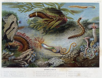 Sunapte de Duvernoy - dans « Le Monde de la Mer » par Alfred Fredol, éd. Paris, Hachette - French School