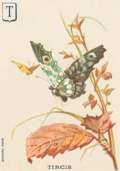 T : Tircis (Pararge aegeria) - French School