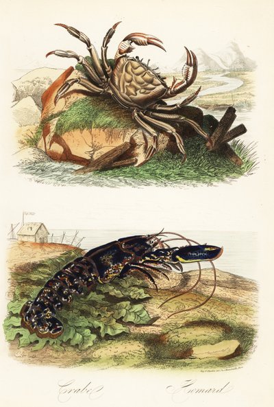 Crabe géant de Tasmanie, Pseudocarcinus gigas, et homard européen, Homarus gammarus - French School